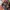 Von Dutch Skater Casual Hat Pria Tan Black