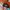 Von Dutch Skater Casual Hat Pria tan black photo 3