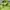Adidas Y2K Casual Track jacket Pria green photo 3