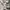 CELINE Luxury Minimalist Crop top Wanita gray photo 6