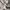 CELINE Luxury Minimalist Crop top Wanita gray photo 5