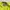 Acne Studios Luxury Minimalist Casual Shirt Pria Green