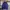 Uniqlo Sportswear Track jacket Pria purple photo 1