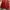 Uniqlo Streetwear Sportswear Parka Pria red photo 3