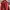 Uniqlo Streetwear Sportswear Parka Pria red photo 6