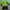 Yonex Streetwear Sportswear Windbreaker Pria Multicolor Green