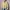 L.L.Bean Vintage Casual Harrington jacket Pria cream photo 2