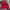 Uniqlo Muslim Sweater Pria red photo 1