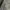 Under Armour Sportswear Polo shirt Pria gray photo 4