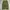 Uniqlo Vintage Y2K Jeans Pria green photo 1
