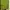 Casual Sweatshirt Wanita green photo 1