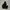 Biker Sportswear Windbreaker Pria black photo 4