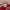 Vintage Casual Hat Pria red photo 3