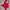 Converse Casual Bomber jacket Kids red photo 3