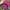 The Hundreds Streetwear Skater Hat Pria burgundy photo 5
