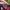 The Hundreds Streetwear Skater Hat Pria burgundy photo 6