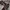 Nike Streetwear Sneakers Pria brown black photo 3