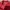 Patagonia Casual T-shirt Pria burgundy red photo 5