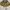 Stussy Streetwear Y2K Hat Pria khaki photo 4