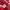 Puma Indie Casual Sneakers Pria white red photo 4