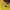 iORA Luxury Blouse Wanita yellow photo 3