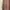 Casual Muslim Culotte Wanita brown khaki photo 4