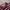 Uniqlo Streetwear Casual Polo shirt Pria burgundy white photo 2