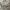 Undercover Streetwear Gorpcore Tracksuit Pria tan cream photo 3