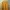 Minimalist Casual Kimono Wanita yellow photo 1