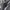 Coogi Vintage Y2K Vest Pria black gray photo 4