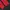 Salomon Gorpcore Windbreaker Pria red photo 6