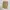 Streetwear Gorpcore Short Pria tan photo 5