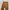 Carhartt Streetwear Sportswear Dungaree Pria brown photo 3