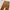 Carhartt Streetwear Sportswear Dungaree Pria brown photo 5