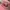 Fila Vintage Streetwear Hat Pria pink photo 4