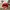 Elstinko Vintage Streetwear Hat Pria Multicolor