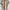Giordano Minimalist Casual Polo shirt Pria tan brown photo 1