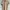 Giordano Minimalist Casual Polo Shirt Pria Tan Brown