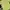 Oioi Minimalist T-shirt Pria Green