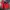 Lee Cooper Vintage Windbreaker Pria red photo 3