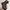 Biker Boots Pria brown black photo 3