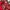 Vintage Streetwear Hat Pria red photo 4