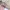 Beverly Hills Polo Club Streetwear Casual Harrington jacket Pria tan photo 3