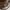 Coach Lolita Casual Shoulder bag Wanita brown photo 4
