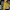 Frank Stone Futurist Casual Trench coat Pria yellow photo 1