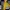Frank Stone Futurist Casual Trench Coat Pria Yellow