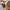 Avirex Streetwear Luxury Dungaree Kids tan brown photo 7