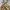 Avirex Streetwear Luxury Dungaree Kids tan brown photo 4
