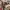 Avirex Streetwear Luxury Dungaree Kids tan brown photo 5