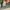 Carhartt Vintage Casual shirt Pria green photo 2